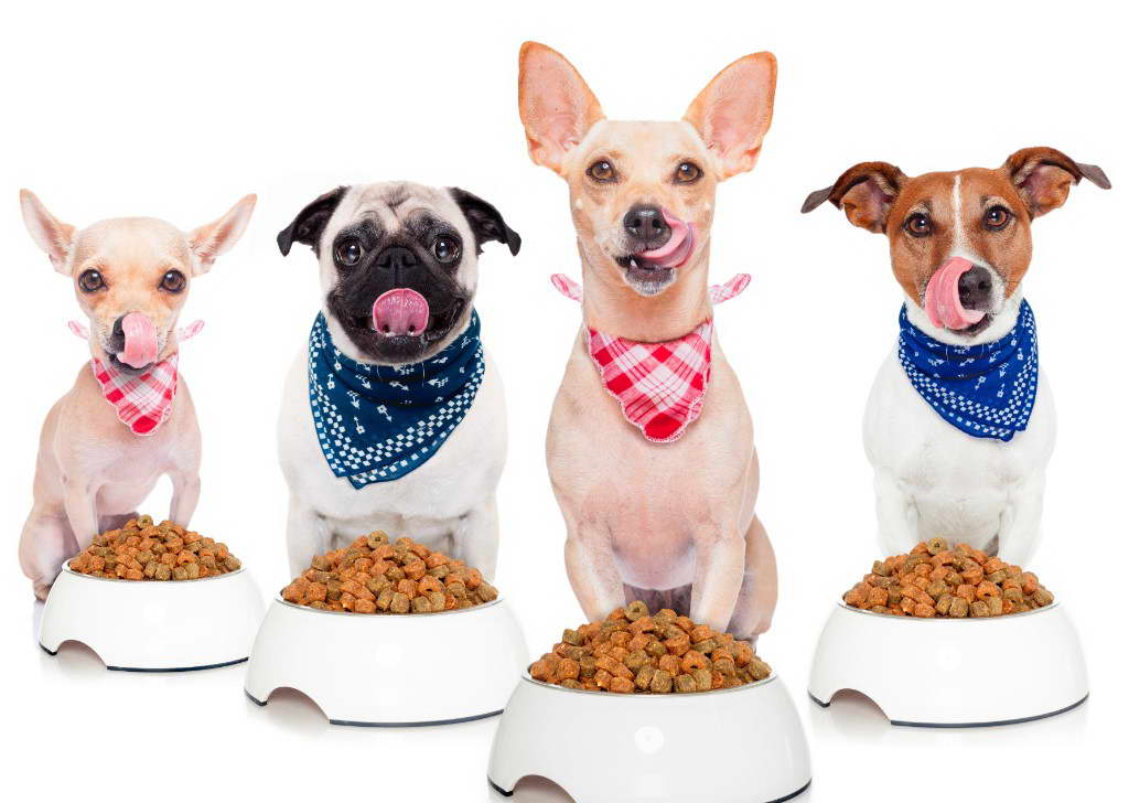 How Much is Dog Adoption Puppies