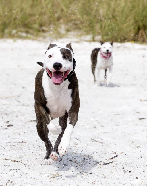 Great Dane Pitbull Mix Care
