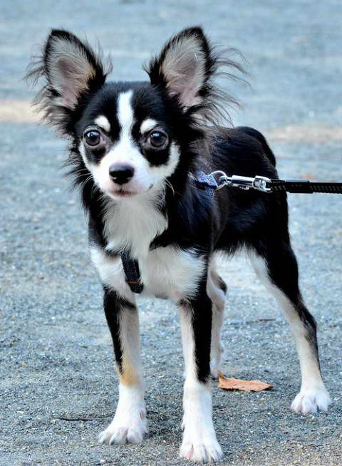 Husky Chihuahua Mix Breeder