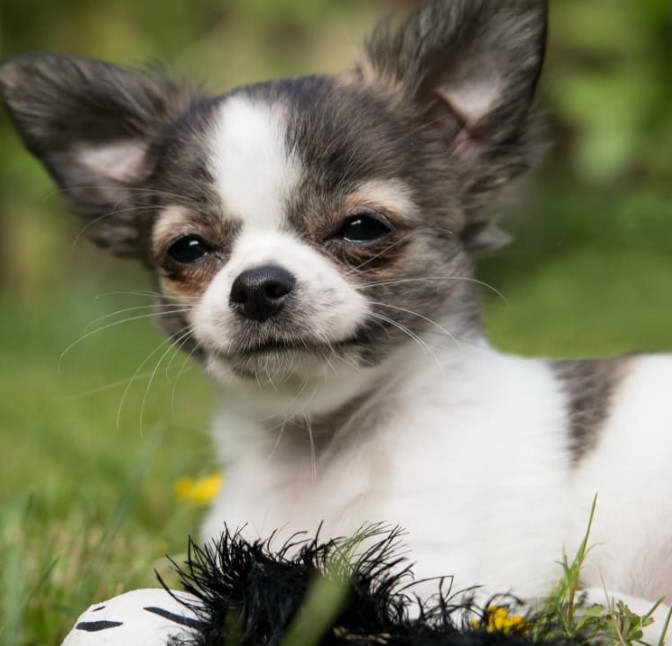 Husky Chihuahua Mix Breeds