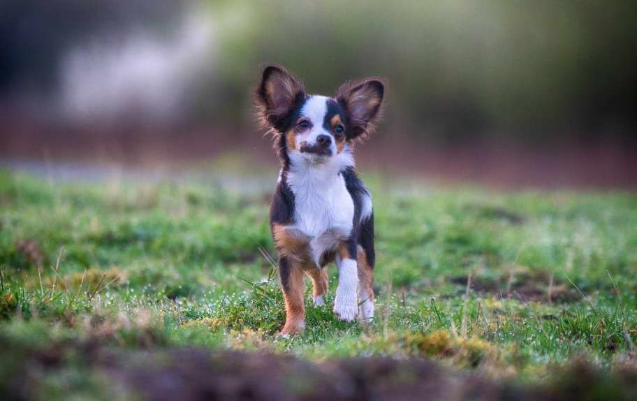 Jack Russell Chihuahua Mix