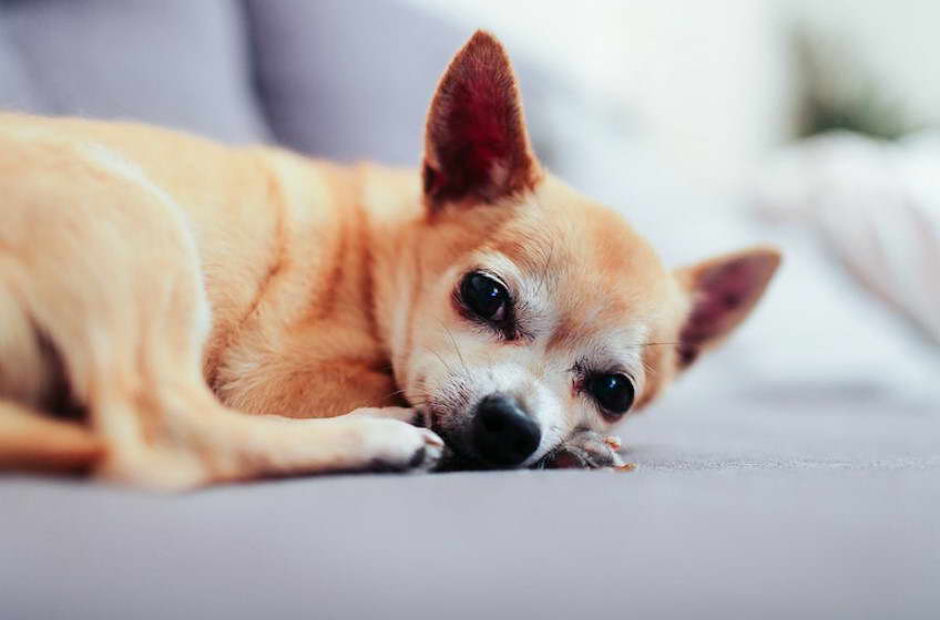 Jack Russell Chihuahua Mix