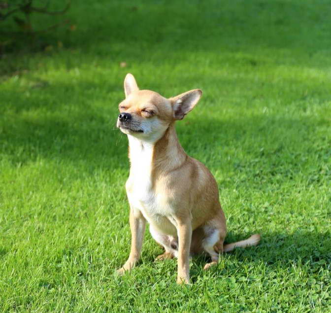 Jack Russell Chihuahua Mix