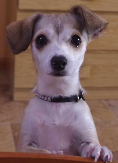 Jack Russell Chihuahua Mix