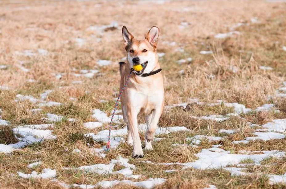 Labrador and German Shepherd Mix Exercise Requirements
