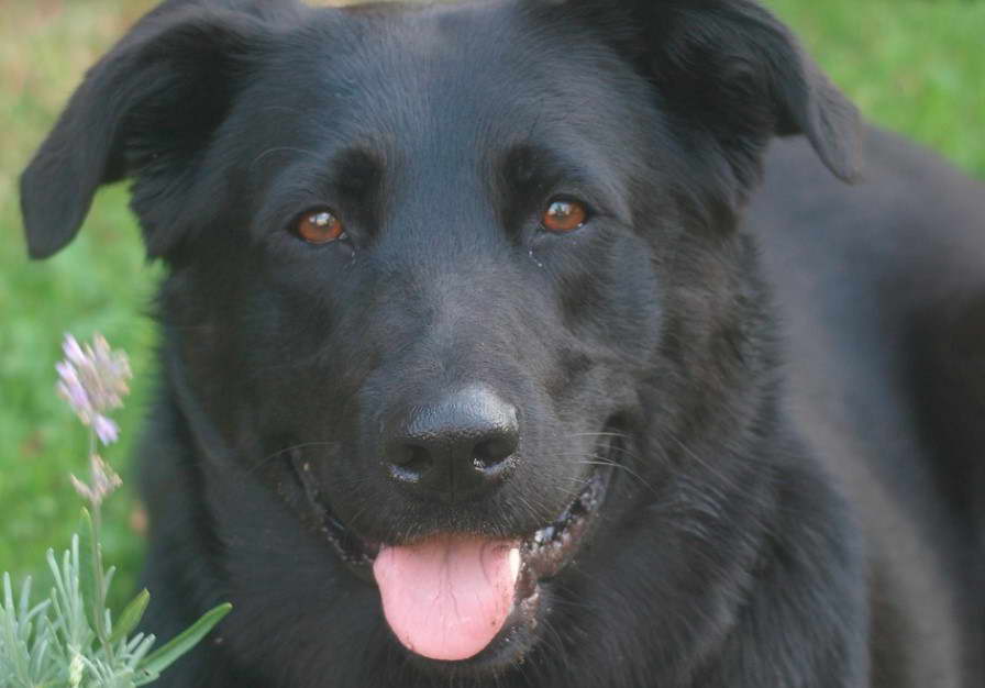 Labrador and German Shepherd Mix For Sale