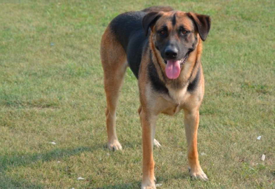 Labrador and German Shepherd Mix Labrador and German Shepherd Mix Grooming Requirements