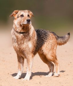 Labrador and German Shepherd Mix Labrador and What Is this dog breed about