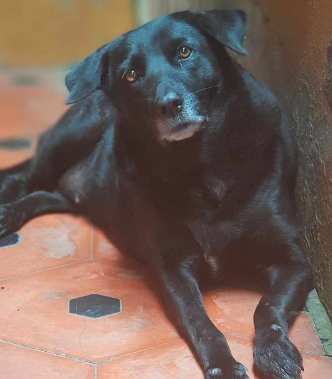 Labrador and German Shepherd Mix Physical Characteristics