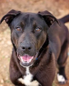 Labrador and German Shepherd Mix Training Requirements