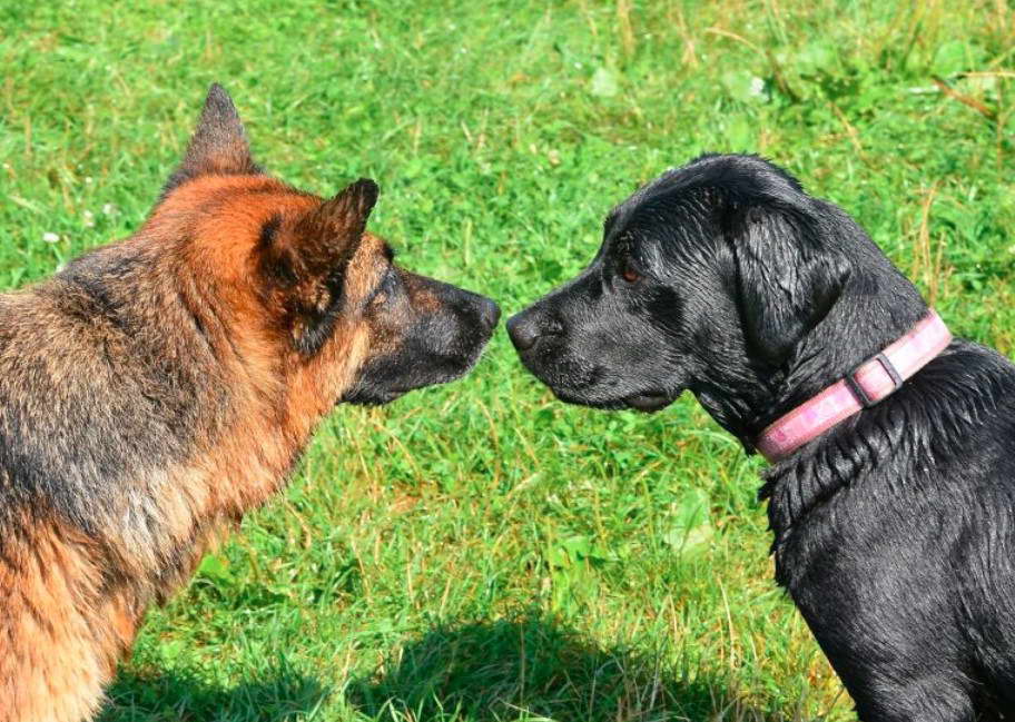 Labrador and German Shepherd Mix Verdict