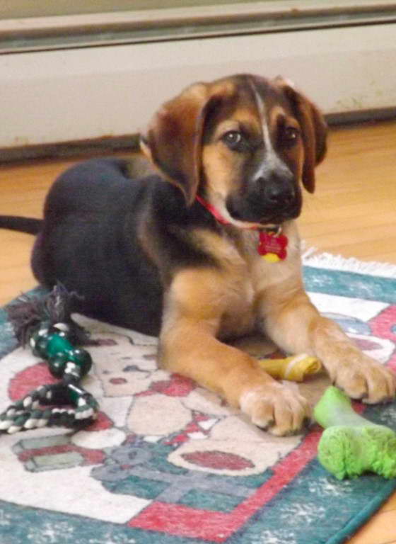 Labrador and German Shepherd Mix What is a Labrador and German Shepherd Mix