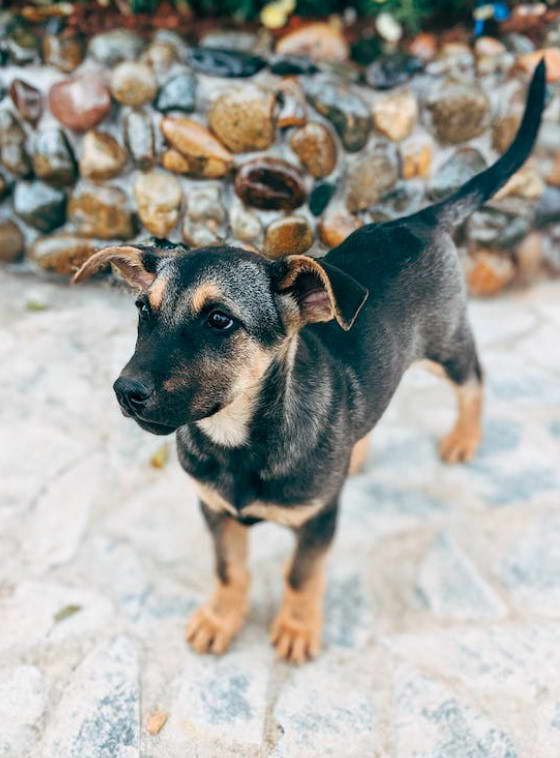 Labrador and German Shepherd Mix