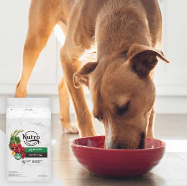 best dog food for a german shepherd puppy Nutro Wholesome Essential