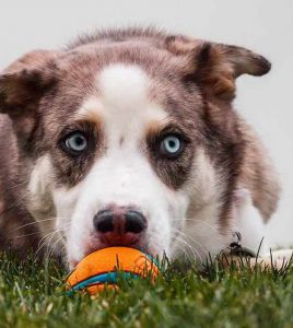 Origin of the Australian Shepherd Husky Mix