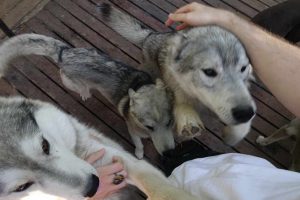 wolf dog breeding, wolf dog breeders, wolf dog