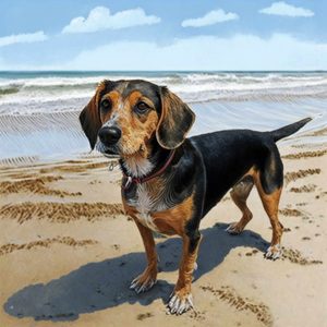 Personality and temperament of the Dachshund Mix with Beagle