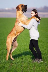 Great Dane Mix Breeds