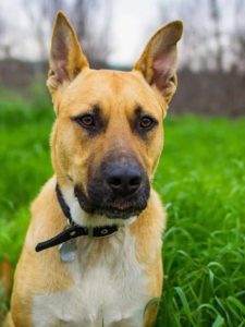 Pitbull Chihuahua Mix Characteristic