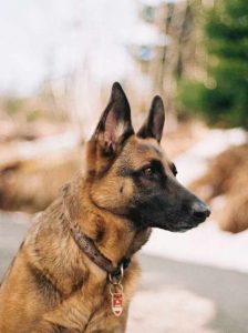 Pitbull Chihuahua Mix - german shepherd