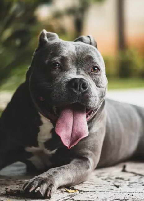 Pitbull Chihuahua Mix - pitbull