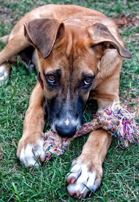 Pitbull German Shepherd Mix