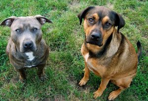 Pitbull German Shepherd Mix