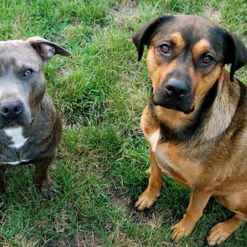 Pitbull German Shepherd Mix