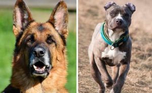 Pitbull German Shepherd Mix Conclusion