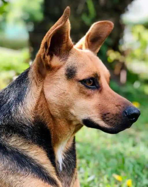 Pitbull German Shepherd Mix Grooming