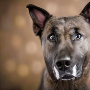 Adopting a Pitbull German Shepherd Mix