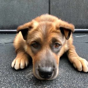 Adopting a Pitbull German Shepherd Mix