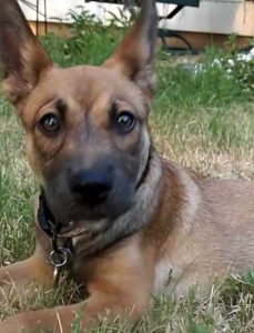 Pitbull German Shepherd Mix Temperament