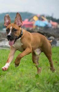 Pitbull German Shepherd Mix Training Exercise