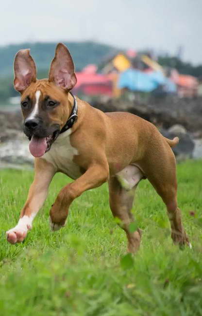 Pitbull German Shepherd Mix Training Exercise