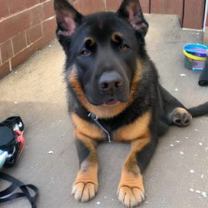 Adopting a Pitbull German Shepherd Mix