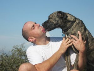 Pitbull Great Dane Mixes Temperament