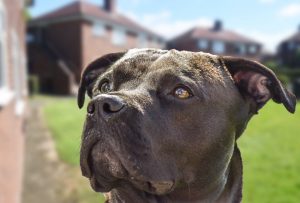 Great Dane Pitbull Mix Origin