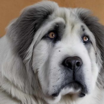 Discovering the Hidden Gems of the Pyrenean Mastiff Breed