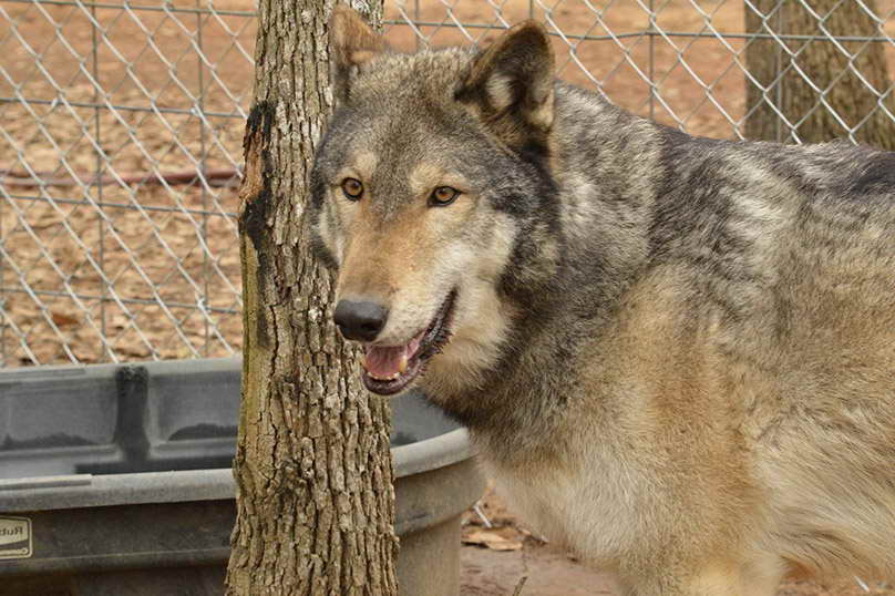 Wolf Dog Breeders