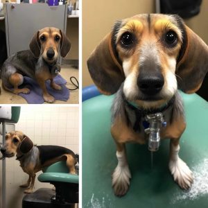 beagle dachshund mix grooming