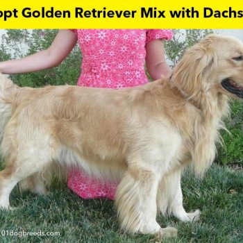 How To Adopt Golden Retriever Mix with Dachshund