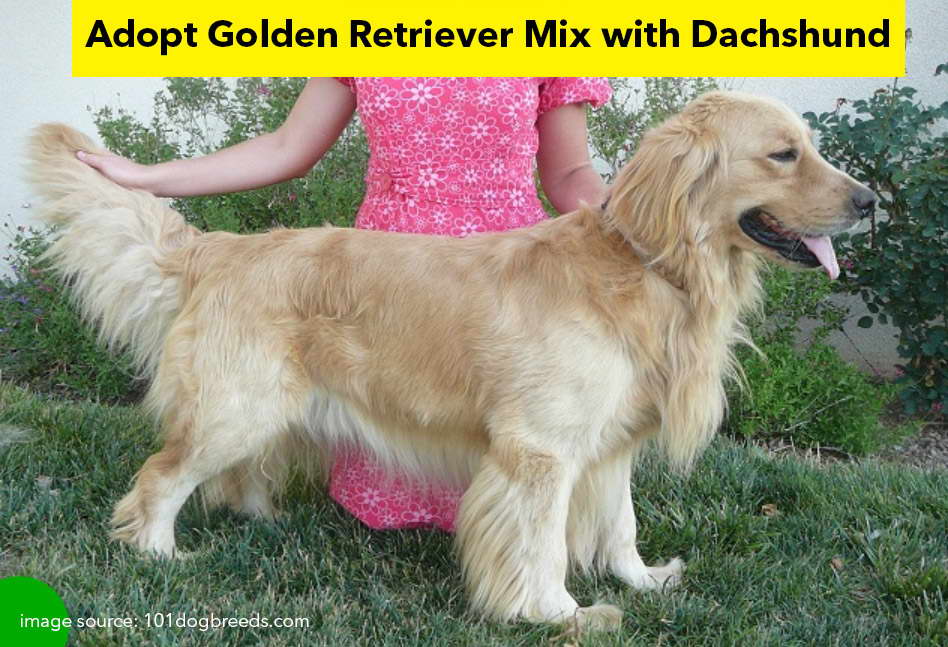 Adopt Golden Retriever Mix with Dachshund