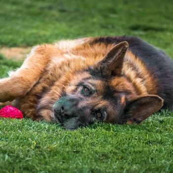 Best Dog Food for German Shepherds with Skin Allergies