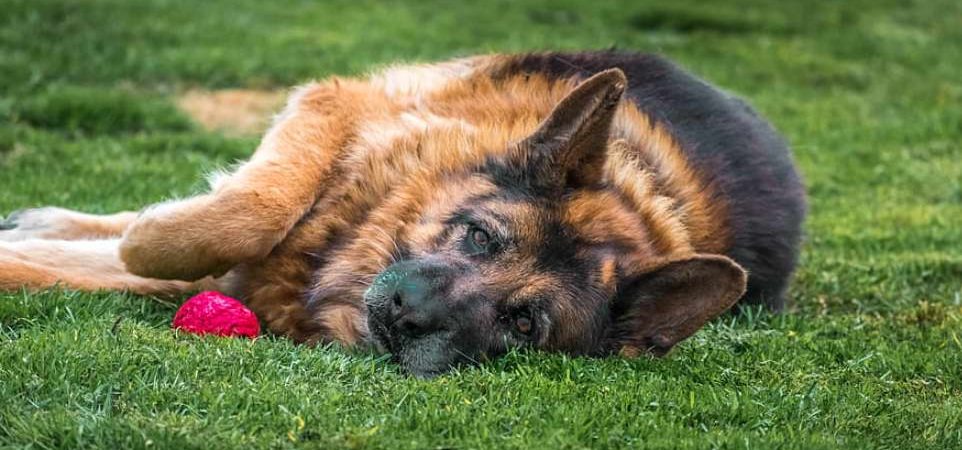 Best Dog Food for German Shepherds with Skin Allergies