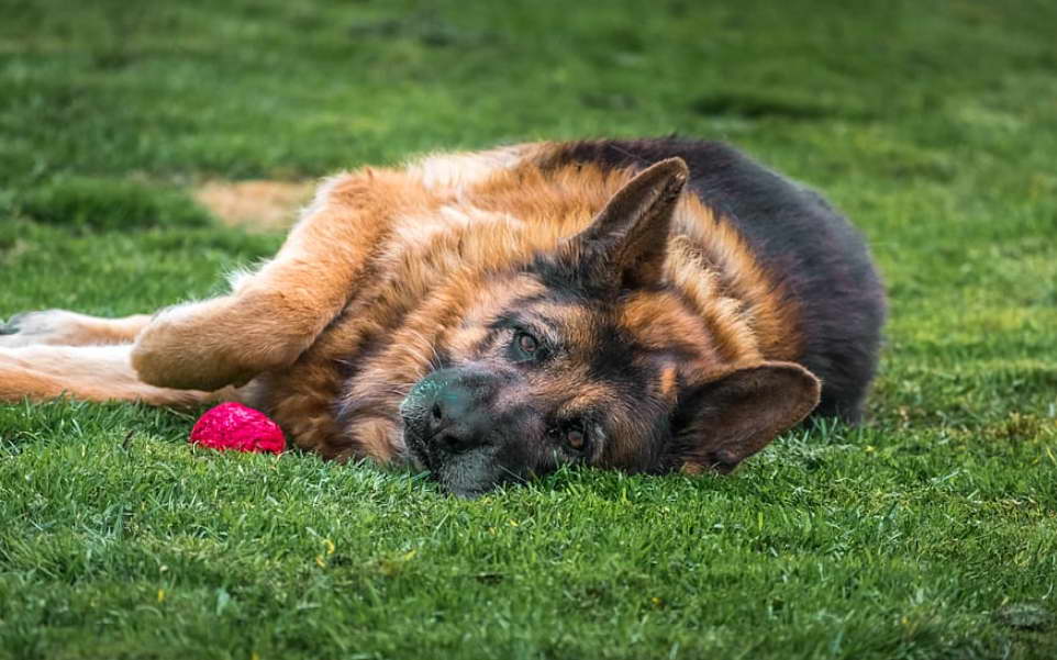 Best Dog Food for German Shepherds with Skin Allergies