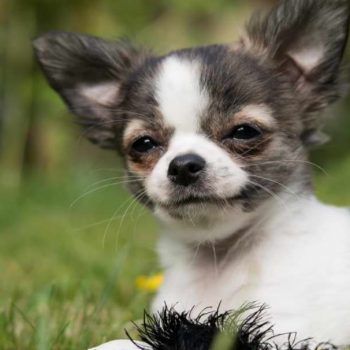 Chihuahua Husky Mix Puppies – The Adorable and Lovable Designer Breed