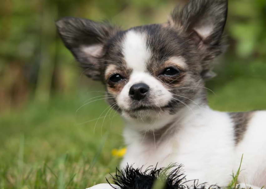 Chihuahua Husky Mix Puppies