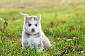 Chihuahua Husky Mix Puppy