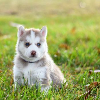 How to Care for Your Chihuahua Husky Mix Puppy – A Complete Guide